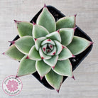 Echeveria 'Green Dragon'