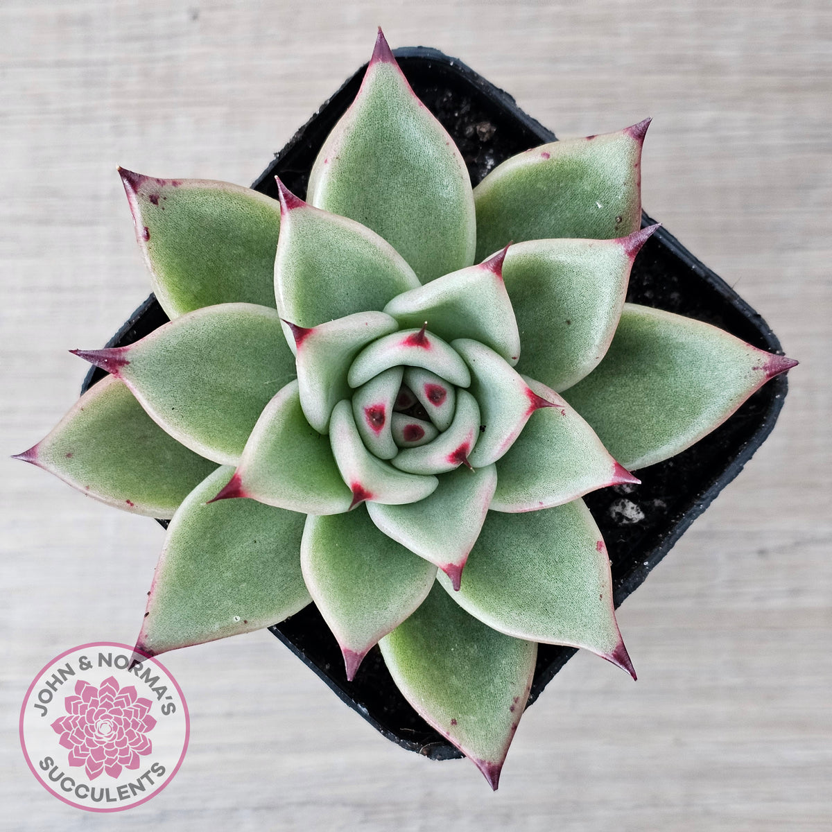 Echeveria 'Green Dragon'