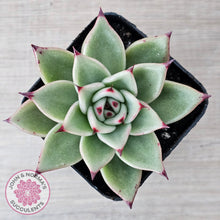 Load image into Gallery viewer, Echeveria &#39;Green Dragon&#39;
