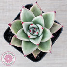 Echeveria 'Green Dragon'