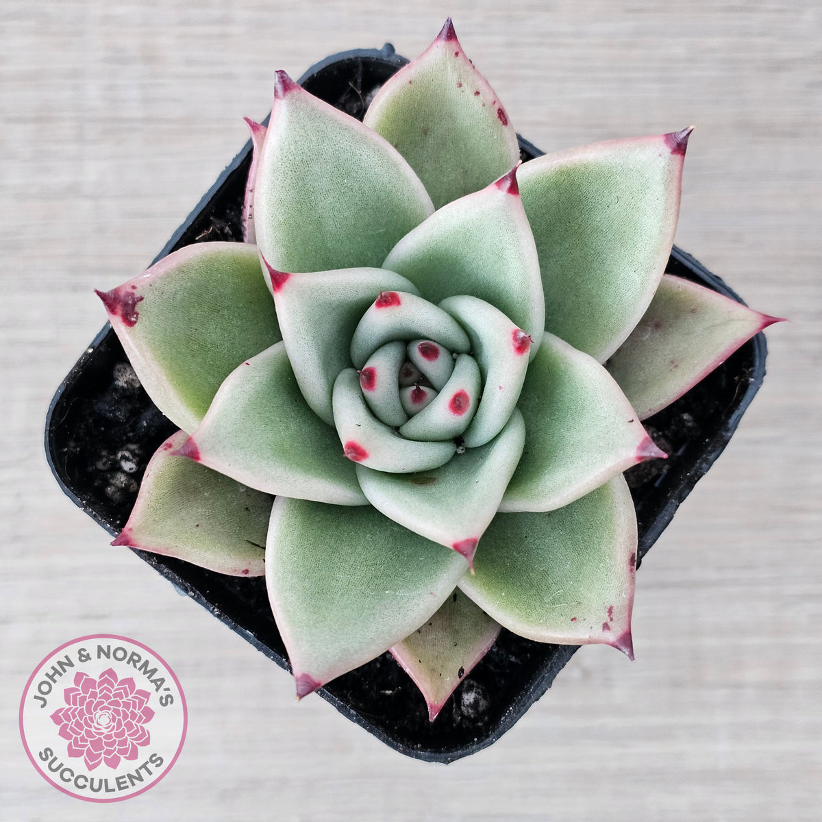 Echeveria 'Green Dragon'