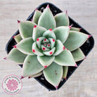 Echeveria 'Green Dragon'