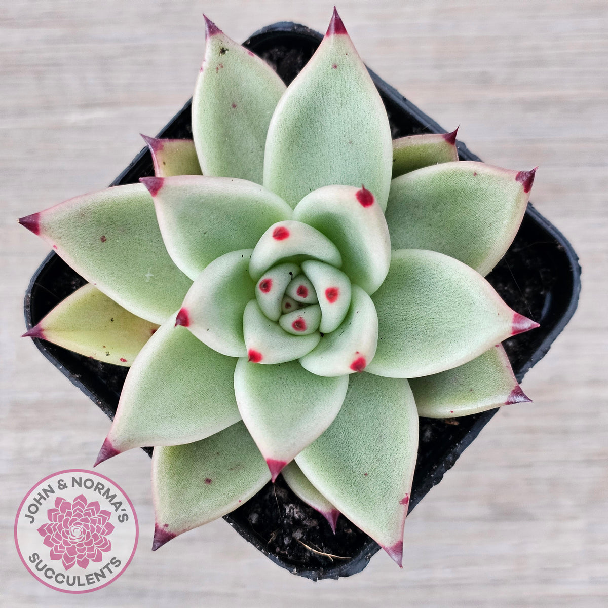 Echeveria 'Green Dragon'
