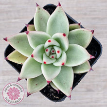 Load image into Gallery viewer, Echeveria &#39;Green Dragon&#39;
