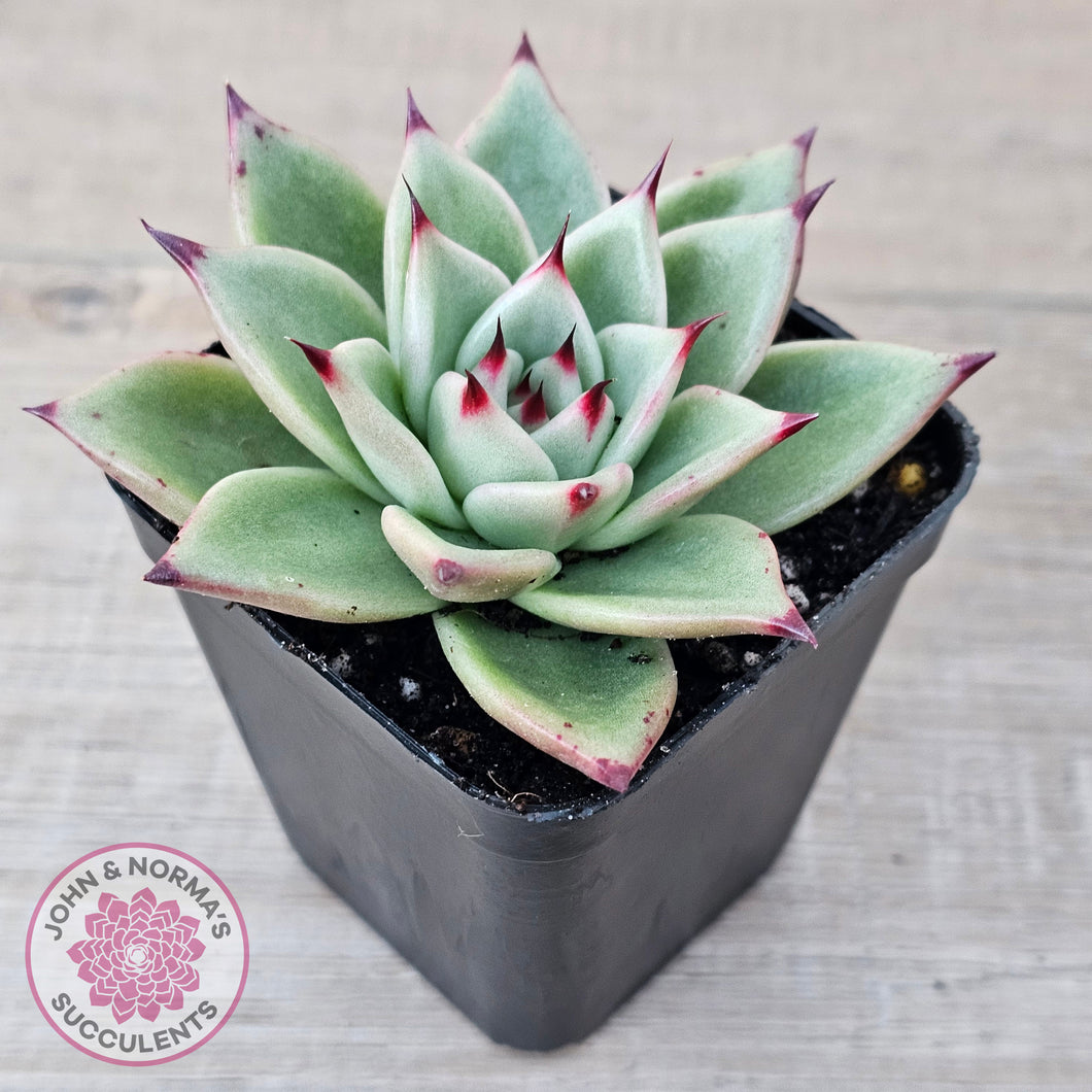 Echeveria 'Green Dragon'