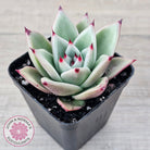 Echeveria 'Green Dragon'