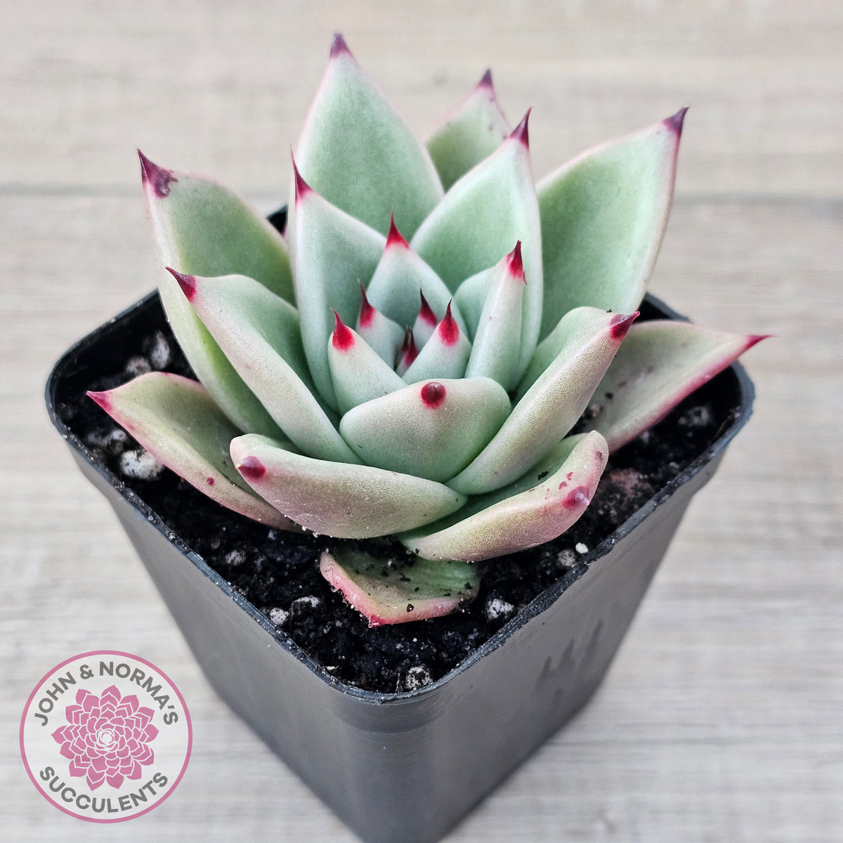 Echeveria 'Green Dragon'