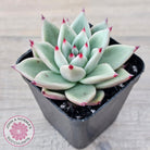 Echeveria 'Green Dragon'