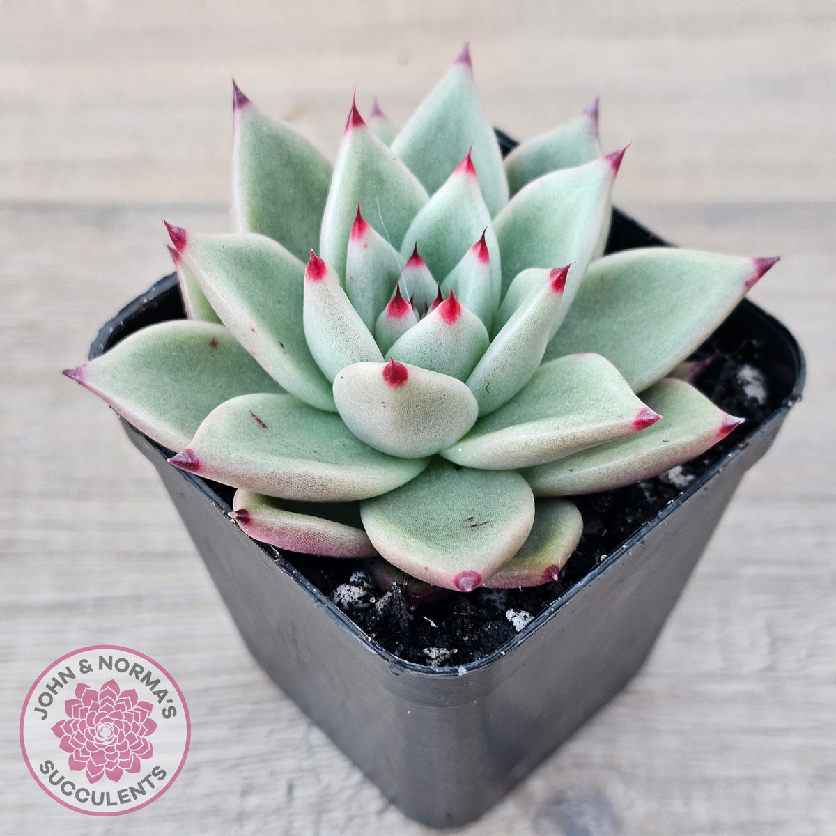 Echeveria 'Green Dragon'