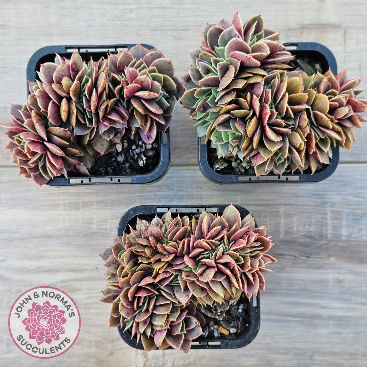 Echeveria 'Green Smile' Crest