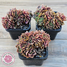 Echeveria 'Green Smile' Crest
