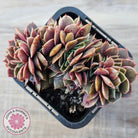 Echeveria 'Green Smile' Crest