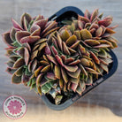 Echeveria 'Green Smile' Crest