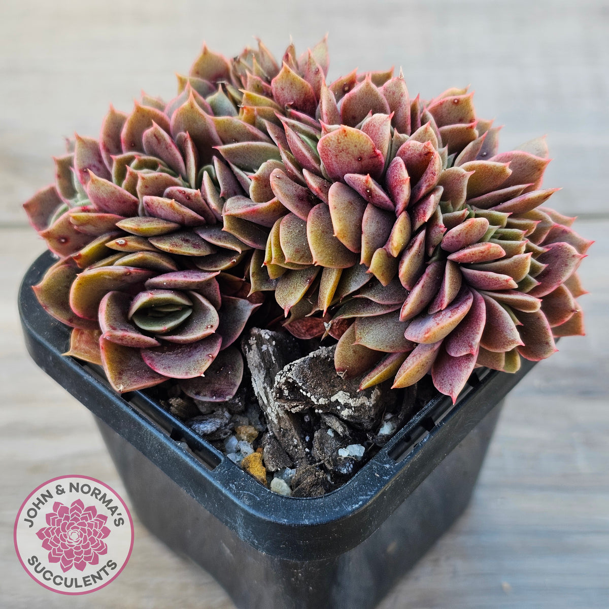 Echeveria 'Green Smile' Crest