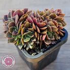 Echeveria 'Green Smile' Crest