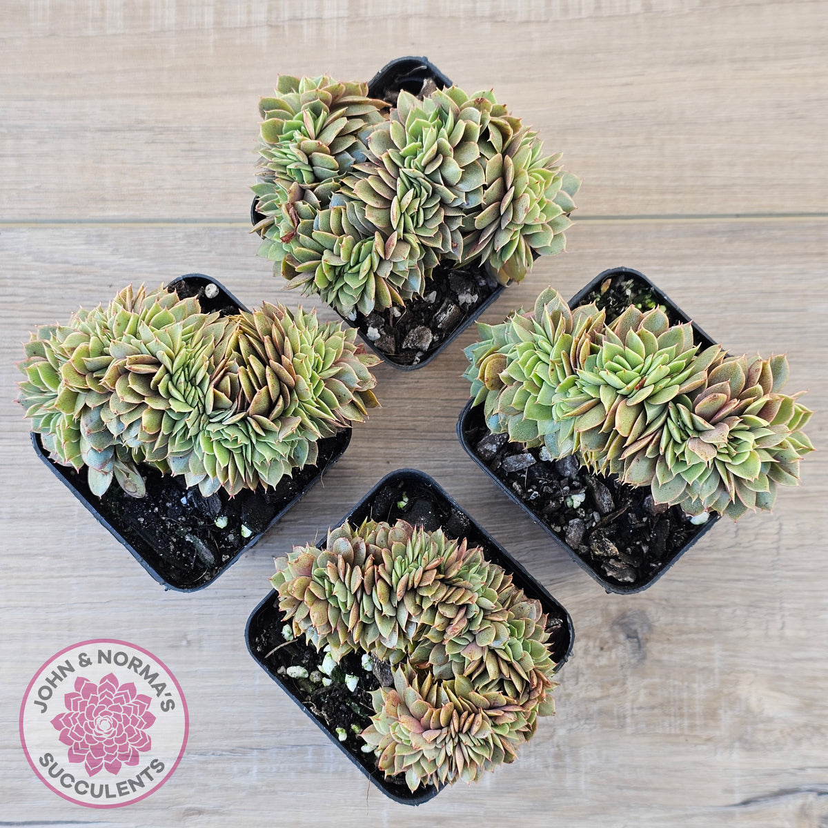 Echeveria 'Green Smile' Crest | John & Norma's Succulents – John ...