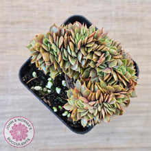 Load image into Gallery viewer, Echeveria &#39;Green Smile&#39; Crest
