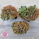 Echeveria 'Green Smile' Crest