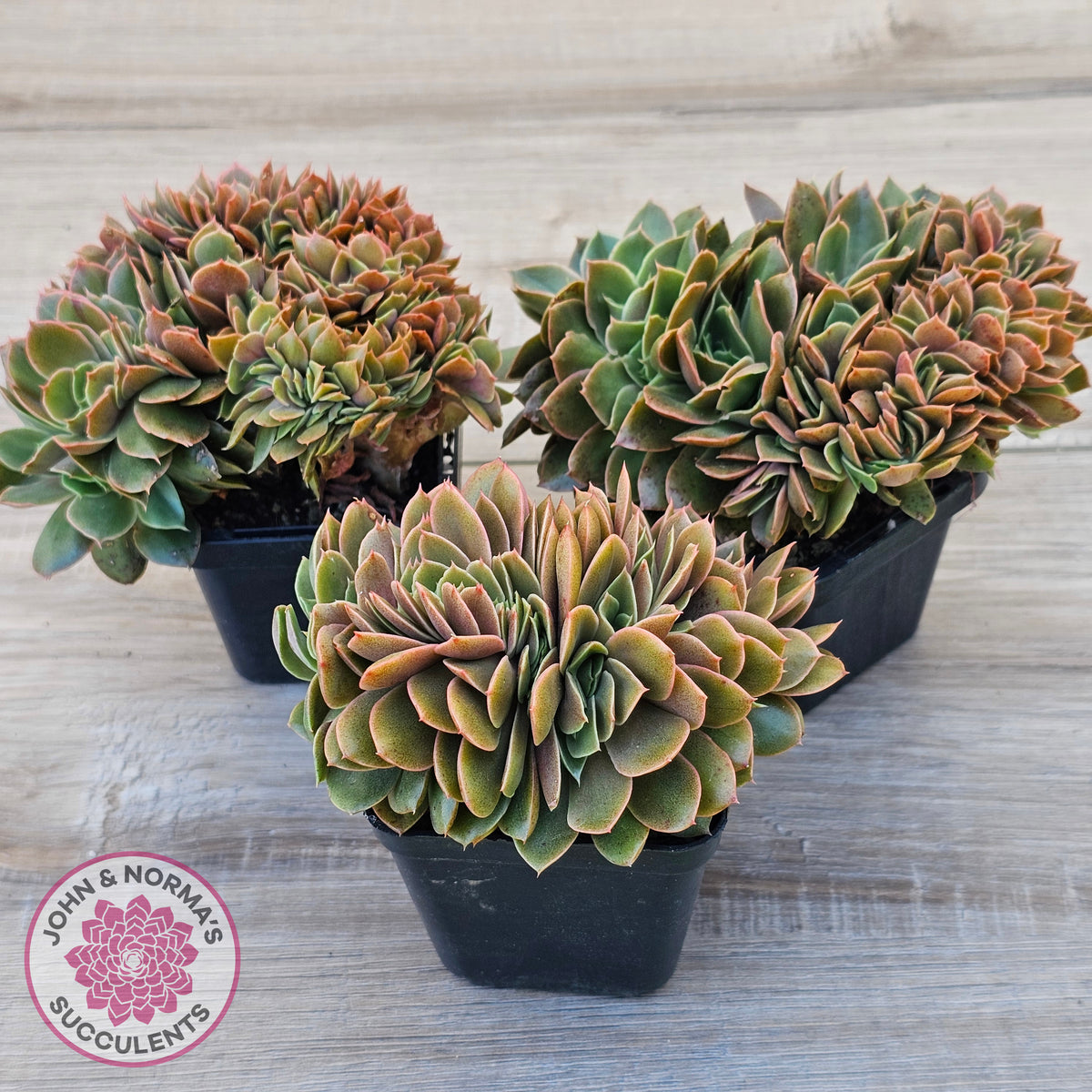 Echeveria 'Green Smile' Crest