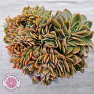 Echeveria 'Green Smile' Crest