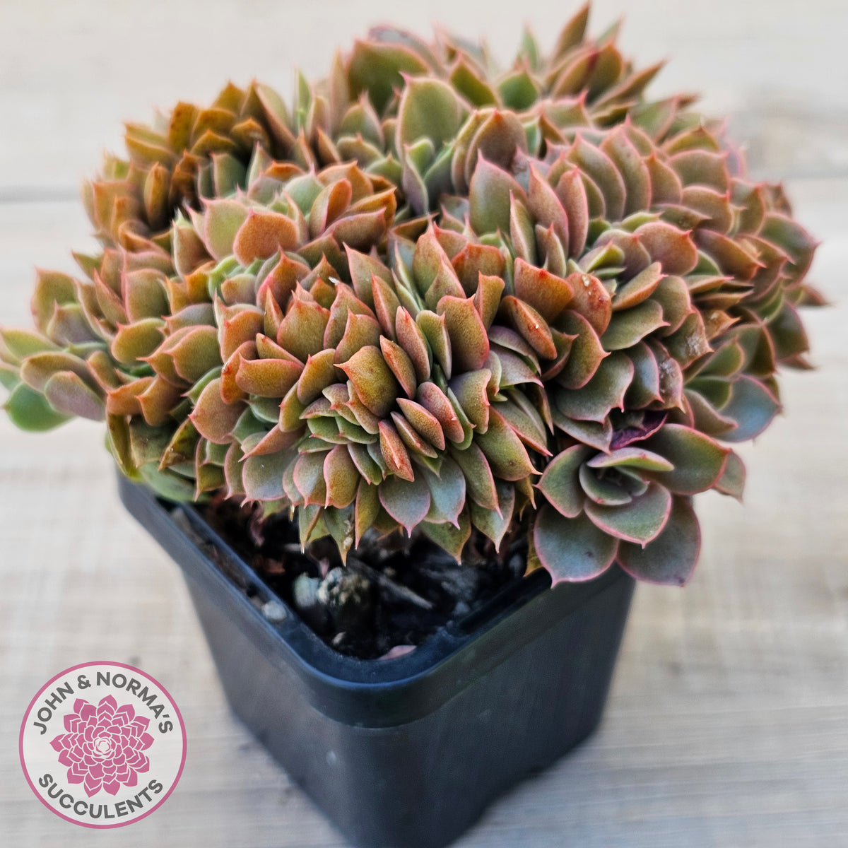 Echeveria 'Green Smile' Crest