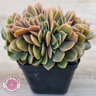 Echeveria 'Green Smile' Crest