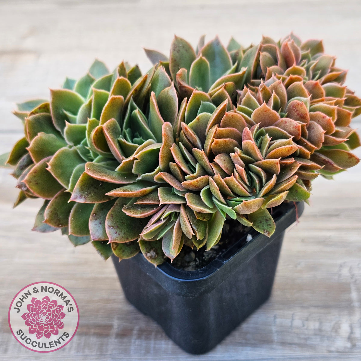 Echeveria 'Green Smile' Crest