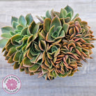 Echeveria 'Green Smile' Crest