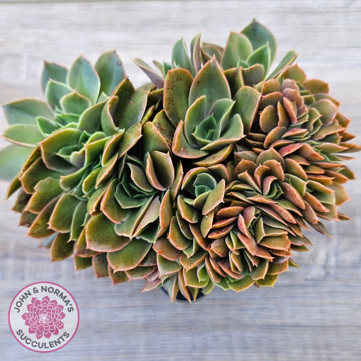 Echeveria 'Green Smile' Crest