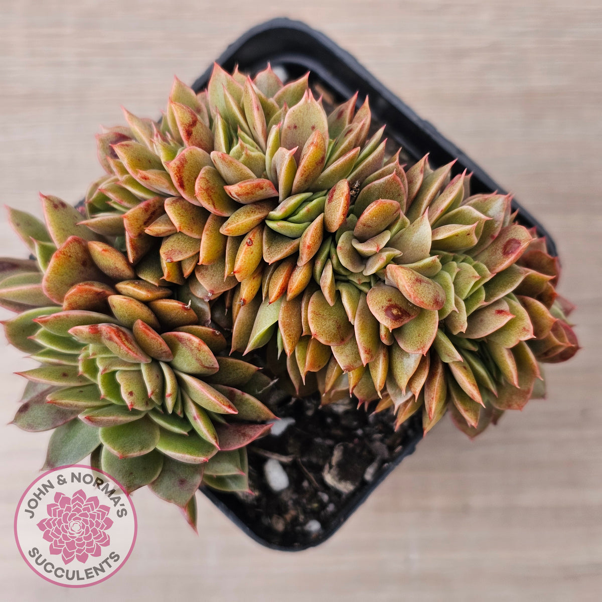 Echeveria 'Green Smile' Crest