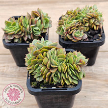 Load image into Gallery viewer, Echeveria &#39;Green Smile&#39; Crest
