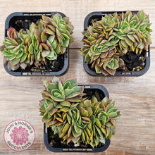 Load image into Gallery viewer, Echeveria &#39;Green Smile&#39; Crest
