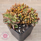 Echeveria 'Green Smile' Crest