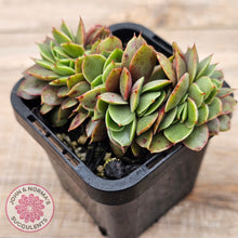 Load image into Gallery viewer, Echeveria &#39;Green Smile&#39; Crest

