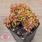 Echeveria 'Green Smile' Crest