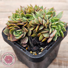 Load image into Gallery viewer, Echeveria &#39;Green Smile&#39; Crest
