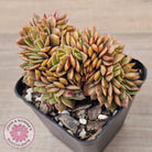 Echeveria 'Green Smile' Crest
