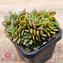 Load image into Gallery viewer, Echeveria &#39;Green Smile&#39; Crest

