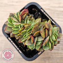 Load image into Gallery viewer, Echeveria &#39;Green Smile&#39; Crest
