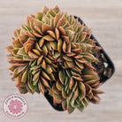 Echeveria 'Green Smile' Crest