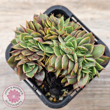 Load image into Gallery viewer, Echeveria &#39;Green Smile&#39; Crest
