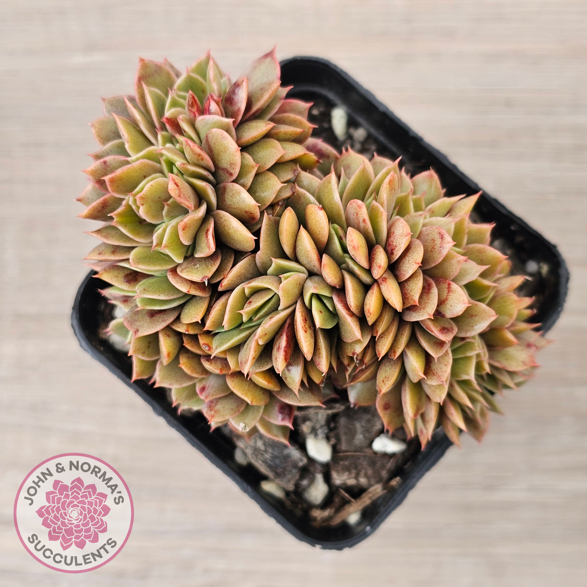 Echeveria 'Green Smile' Crest