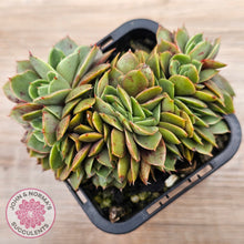 Load image into Gallery viewer, Echeveria &#39;Green Smile&#39; Crest
