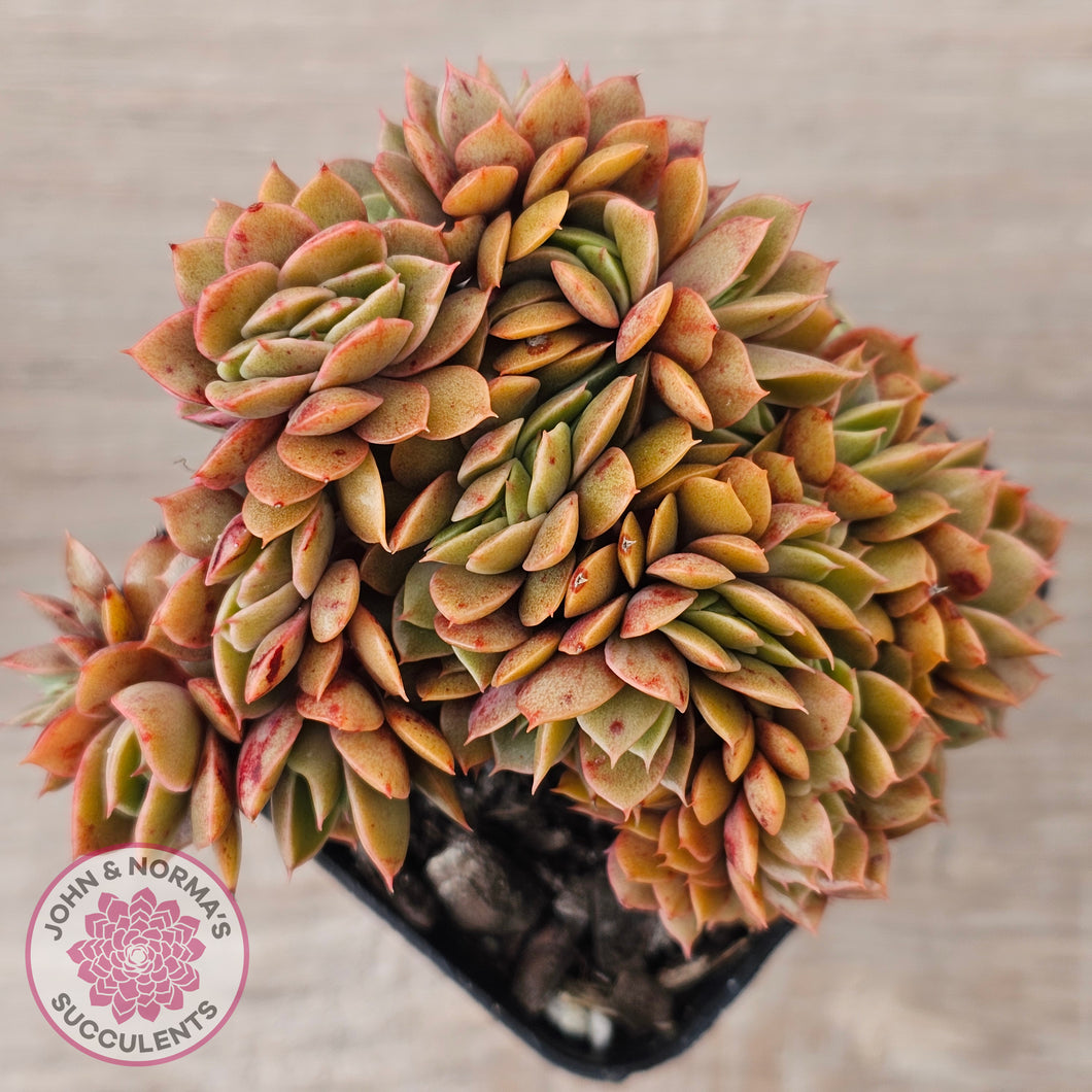 Echeveria 'Green Smile' Crest