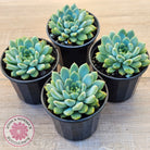 Echeveria 'Gusto'