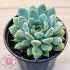 Echeveria 'Gusto'