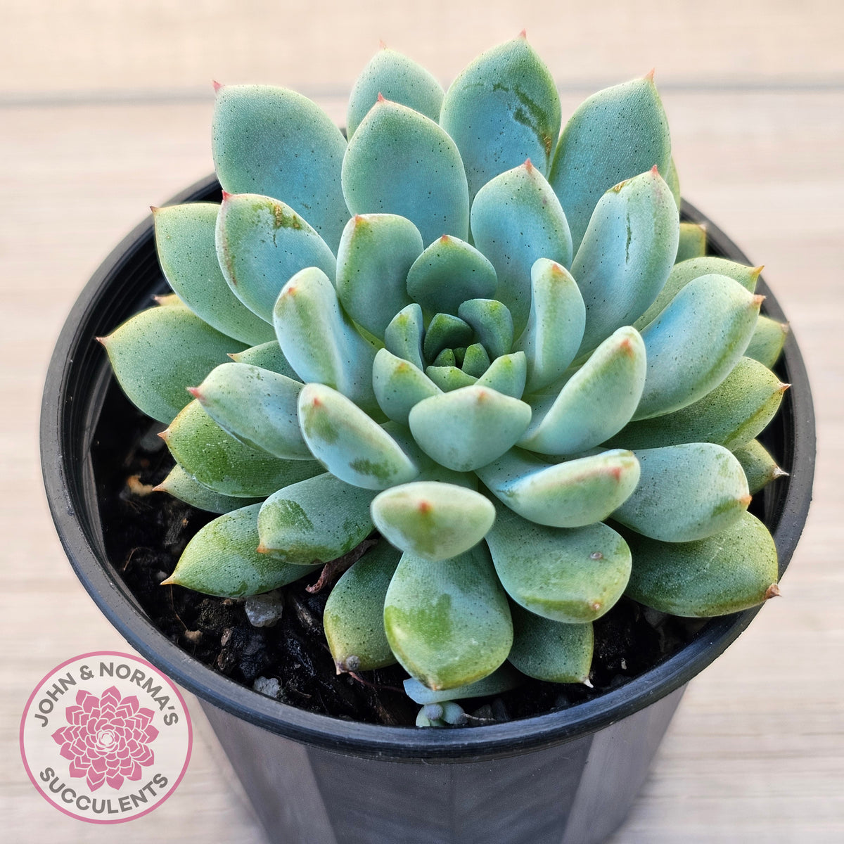 Echeveria 'Gusto'