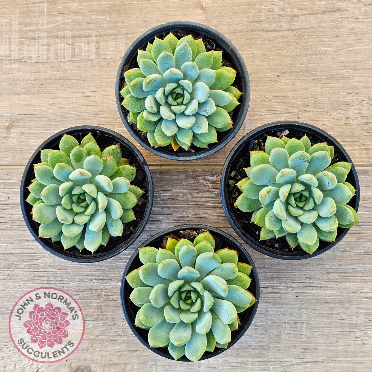 Echeveria 'Gusto'