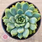 Echeveria 'Gusto'