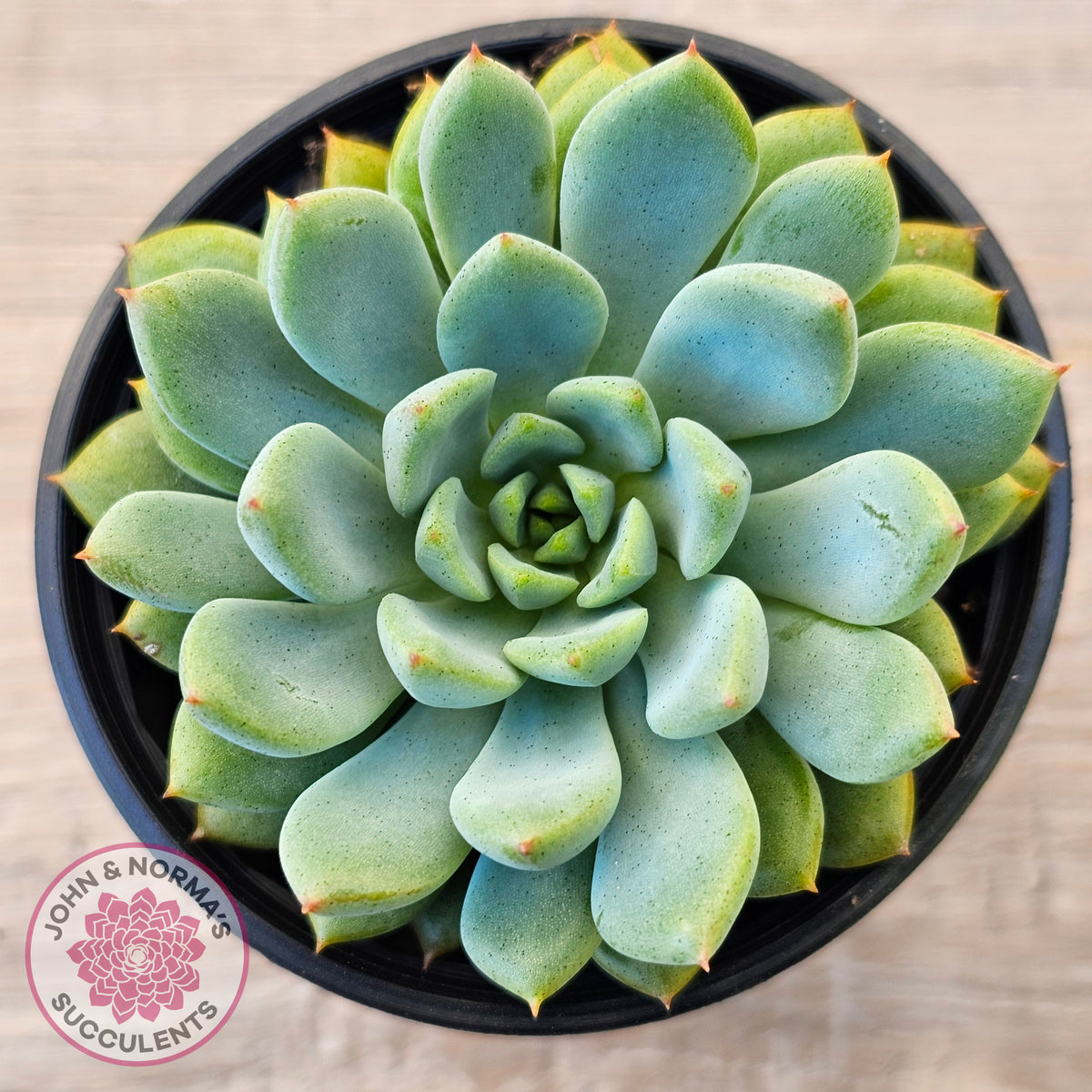 Echeveria 'Gusto'